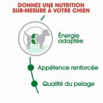 CROQUETTE CHIEN MINI ADULT  8 KG - SEC POUR CHIEN - Mr Bricolage : Outillage, Jardinage, Animalerie, Electricité