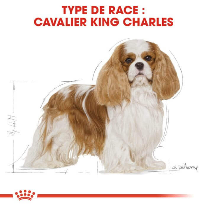 CROQUETTE CHIEN CAVALIER KING CHARLES 1,5 KG - SEC POUR CHIEN - Mr Bricolage : Outillage, Jardinage, Animalerie, Electricité