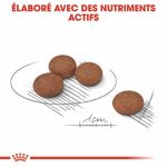 CROQUETTE CHIEN MINI DIGESTCARE 3 KG - SEC POUR CHIEN - Mr Bricolage : Outillage, Jardinage, Animalerie, Electricité
