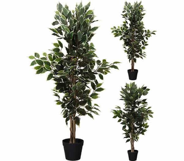PLANTE POT NOIR 2 ASSORTIMENTS - DECO ET ACCESSOIRES - Mr Bricolage : Outillage, Jardinage, Animalerie, Electricité