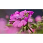 Engrais Batonnet Geraniums Et Plantes Fleuries – Image 2