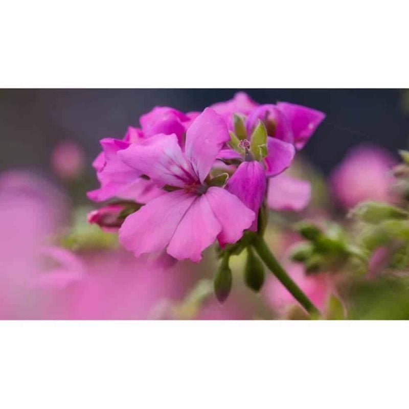 Engrais Batonnet Geraniums Et Plantes Fleuries – Image 2