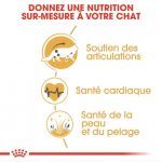 Croquette maine coon pour chat 2kg – royal canin – Image 2