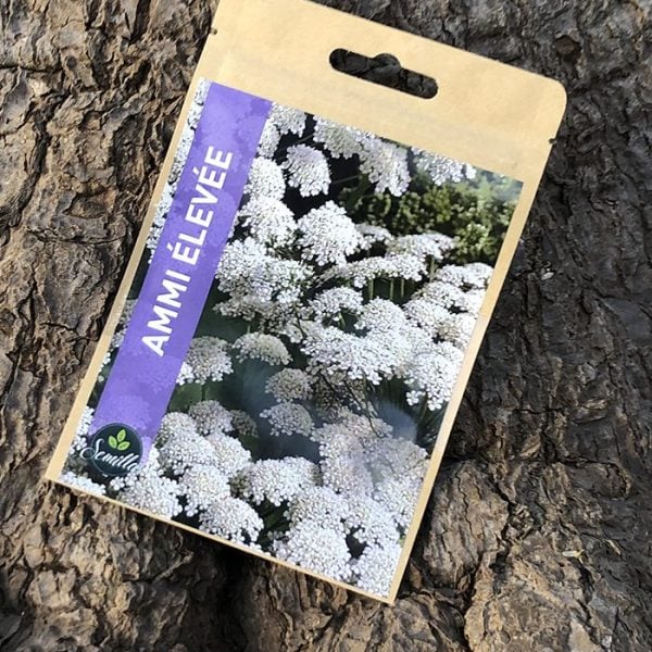 Sachet De Graines Ammi Élevée