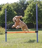 Ensemble de poteau d'obstacle chien – Image 2