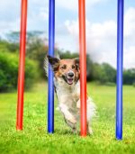 Ensemble de slalom chien – Image 2
