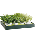 Plante Artificielle En Pot Blanc 8X8X16Cm 4 Assorti – Image 3