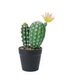 Cactus en pot 25cm 3 assorti – Image 2