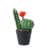 Cactus en pot 25cm 3 assorti – Image 3