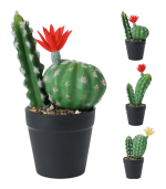 Cactus en pot 25cm 3 assorti