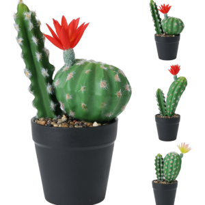 Cactus en pot 25cm 3 assorti