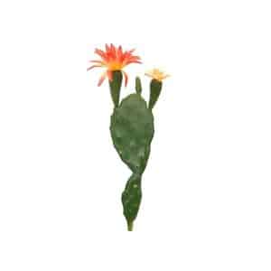 PLANTE ARTIFI CACTUS DISQUE+FLEUR ORANGE/VERT 22CM