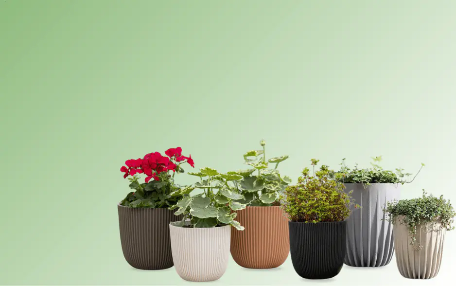 pot (4)