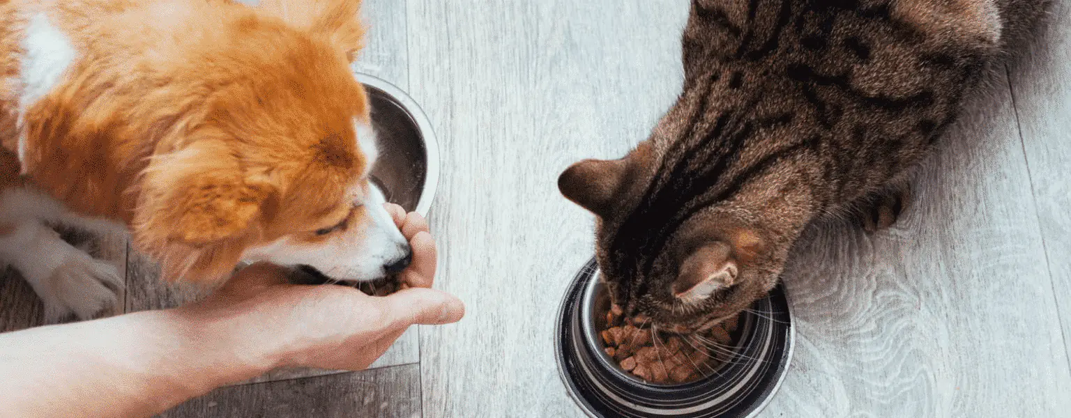 pet foood